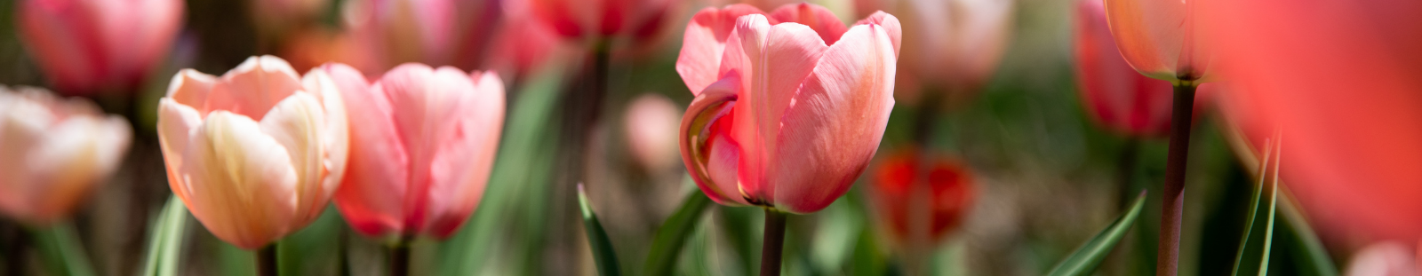 Pink tulips