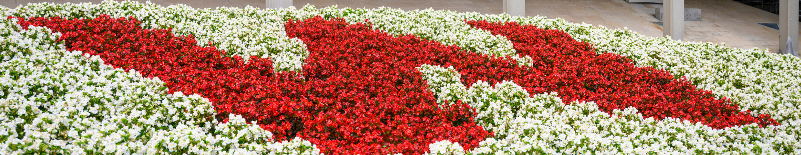 Red flowers form a W, surrounded by white flowers